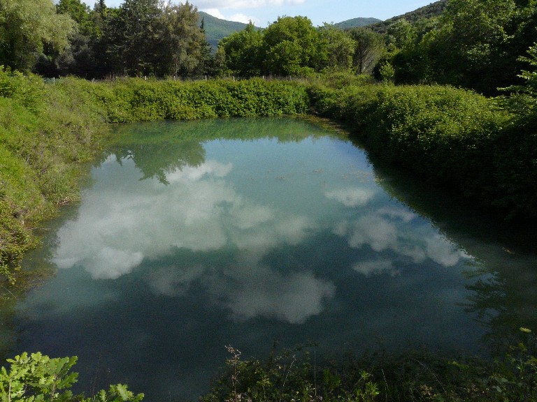 Salamandrine di Maremma